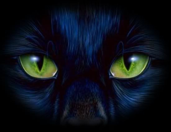 Chats noirs .