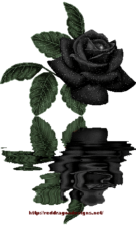 Roses noires